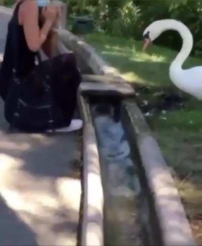 Animal manages to put mask on on human.