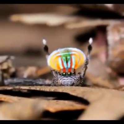 🔥 Peacock spider .