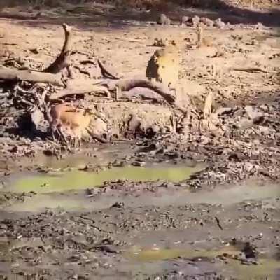 leopard pretends to ignore its prey