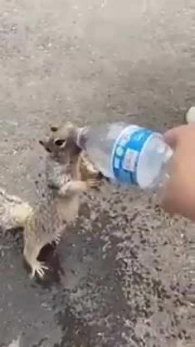 Squirrel asking for water