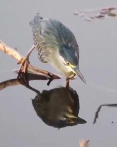 Striated Heron using a dead bug for fishing