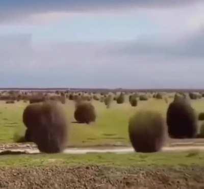 Tumbleweeds tumbling along to disperse their seeds.