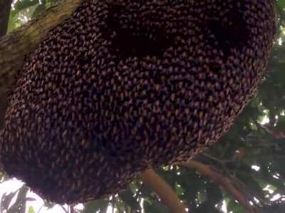 As abelhas gigantes usam uma defesa coletiva conhecida como &quot;cintilante&quot; para deter vespas e outros predadores, por meio da qual centenas de abelhas viram seus abdomens para cima em um padrão coordenado de onda.