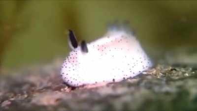 Meet sea bunny, they last at least 1 year alive. They use their ears as sensors, they're poisonous and they are hermaphrodites, meaning that they have both male and female reproductive organs.