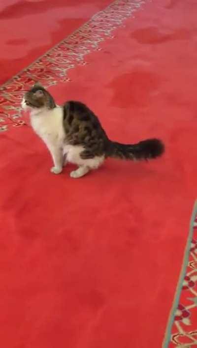 Cat is making shit on Mosque carpets.