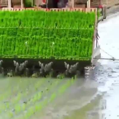 How Rice is Planted