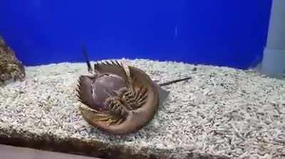 Horseshoe crab flips over another horseshoe crab