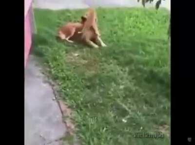 Watch out watch out ! doggo iz ded