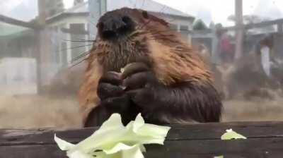 Studies show that watching a beaver eat cabbage lowers stress by 17%