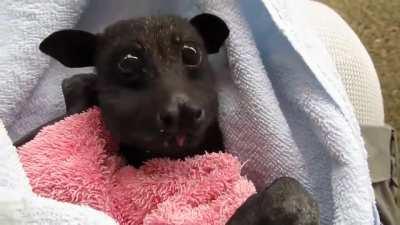 Rescued Bat Enjoys Banana