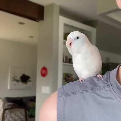 borb