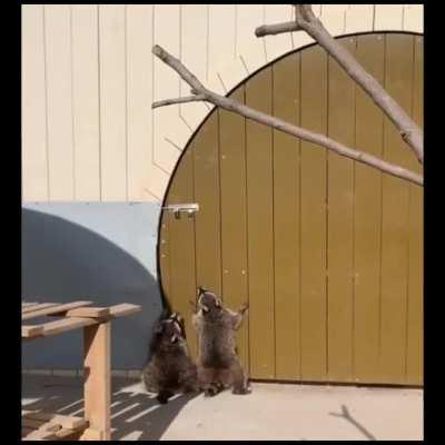 Just two racoons trying to open the door 