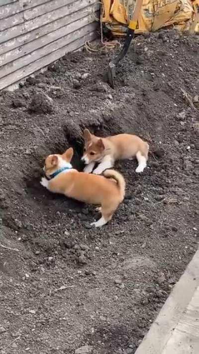 They wanted to help us dig in the backyard!