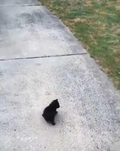 The dog runs away because he is scared of the kitten