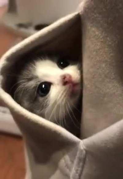 Kitten in my pocket