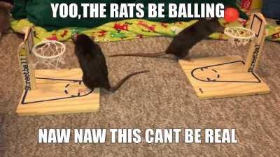 YOOOO,REMY THE RATATTUIE BE BAWLING