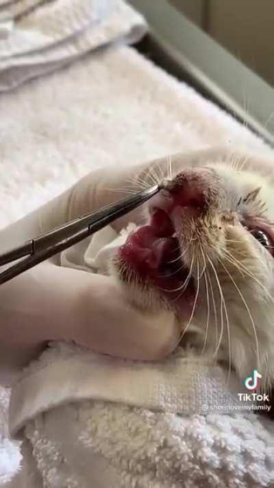 Vet removing maggot from kitten’s nose