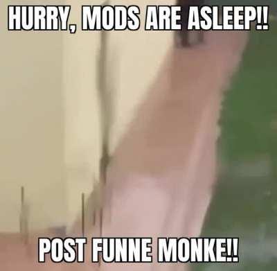 Monke alway funne🤗🐒🐵🐒🐵🐒🐒🐵🍌🍌🍌🍌🍌🍌🍌🍌🍌🍌🍌🍌🍌🍌