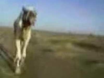 Funny camel video