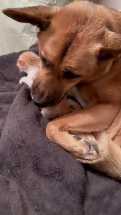 Dog Decides To Take Care Of One Kitten