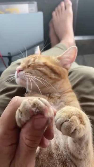 Not all cats hate having their toe beans rubbed.