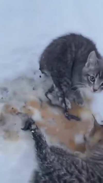 Using lukewarm coffee to rescue frozen, abandoned kittens (Kendal Diwisch)