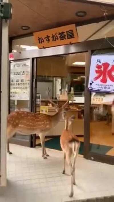 In Nara, deers have learned to open the doors of food establishments and bow to ask for food.