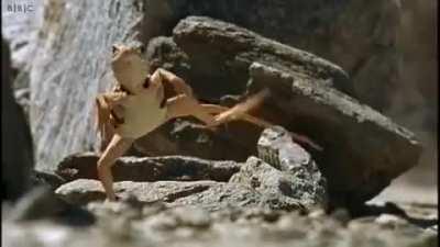 Collared Lizards run on two legs to increase their speed/agility and with a top speed of 16mph, their prey has little of escaping them.