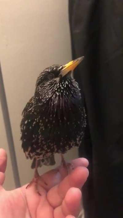 a bird imitating a human voice