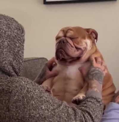 Chunky dog gets massage