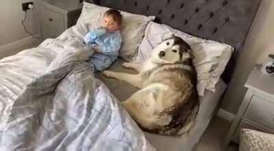 Doggo refuses the owner to get out of bed then proceeds to fall asleep looking after little human