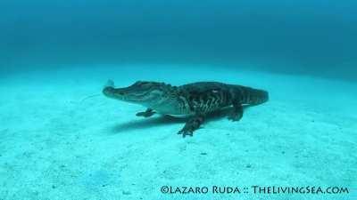 Alligators are primarily freshwater reptiles, however, they can tolerate saltwater for hours or even days. A diver encountered this alligator resting on the bottom of the Atlantic ocean in 60 feet of water off the coast of West Palm Beach, Florida.