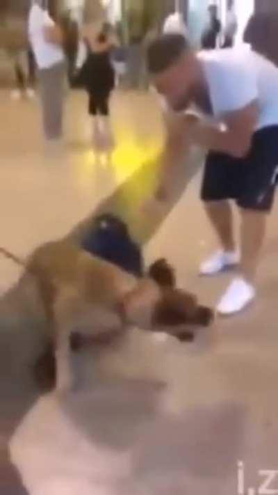 Dog freaks out seeing owner in airport for first time in 3 years.