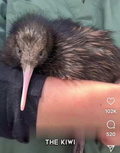 The majesty of the Kiwi