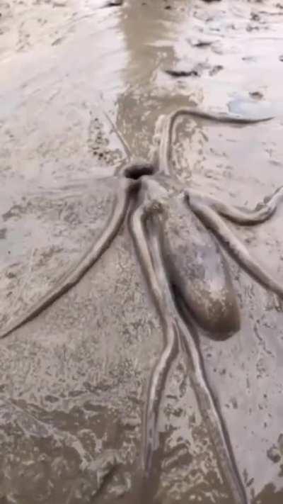 Large octopus moving into a hole on the beach