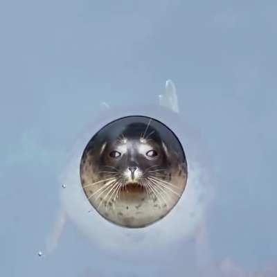 Ringed seal