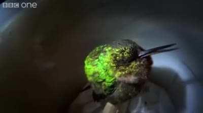 Snoring hummingbird