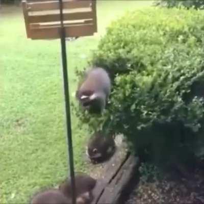 The graceful trash panda