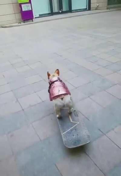 This dog knows how to steer a skateboard.