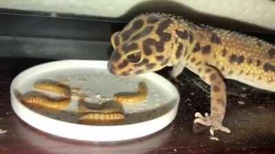 Frank the Rescue Gecko is starting to eat on his own!