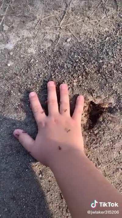 Chad in the making puts his hand on an anthill for 60 secs