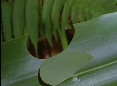 This caterpillar builds a tent with a little roof to eat in safety