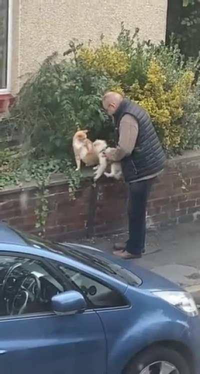 Man introduces his puppy to neighborhood cat.