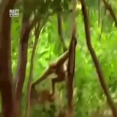 Monkeys trying to piss off tigers