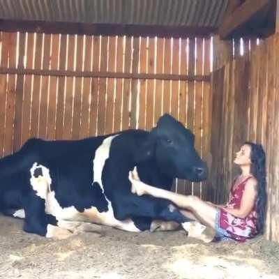 Cow humming along with her human