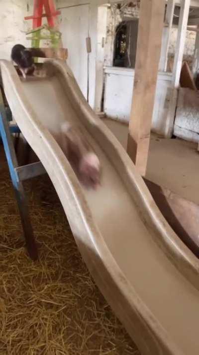Piggies playing on their slide at an animal sanctuary