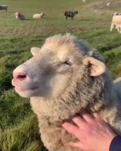 Numerous research were conducted regarding complex emotional states in Sheep. In positive situations, the ear posture remained more stable and in relaxed positions. Ear posture, heart rate, and other behavioral and physiological measures confirm that lamb