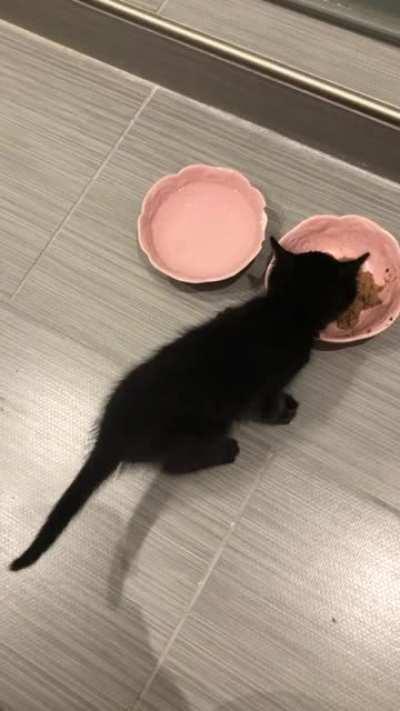 Baby cat sings the dinner song of his people