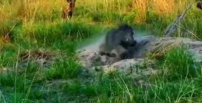 Warthog drifting into its hideout