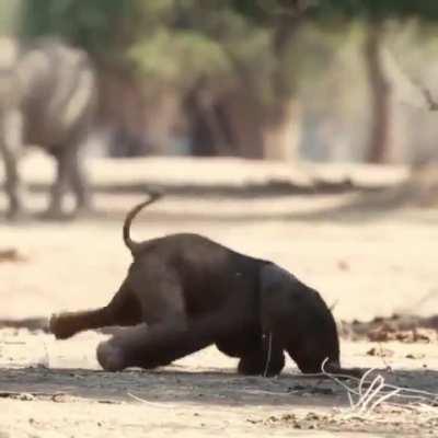 🔥Elephant cub takes first steps into his world..